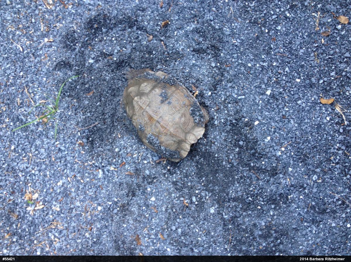 Wood Turtle