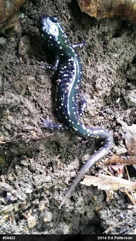 Northern Slimy Salamander