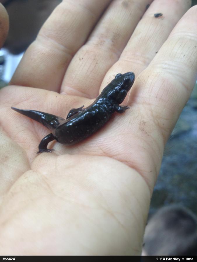 Northern Dusky Salamander