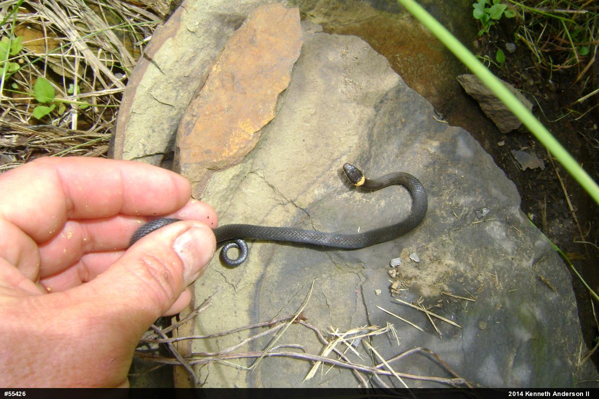 Northern Ring-necked Snake