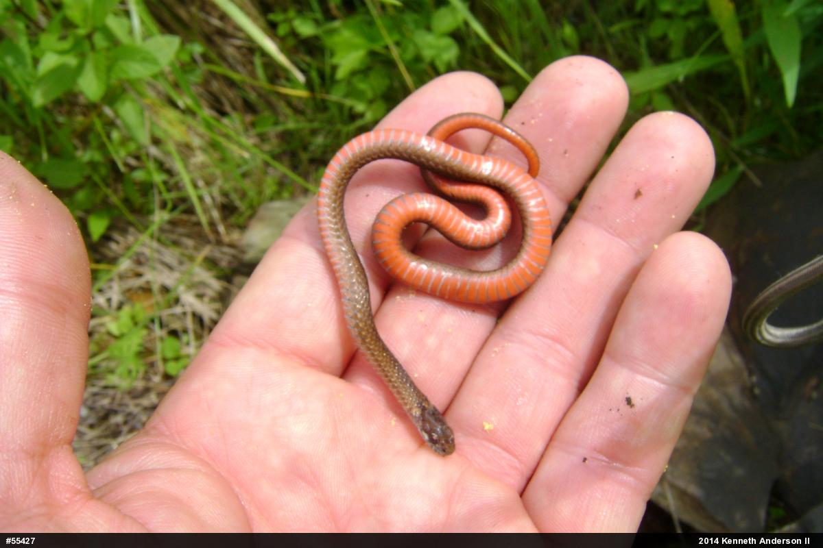 Red-bellied Snake