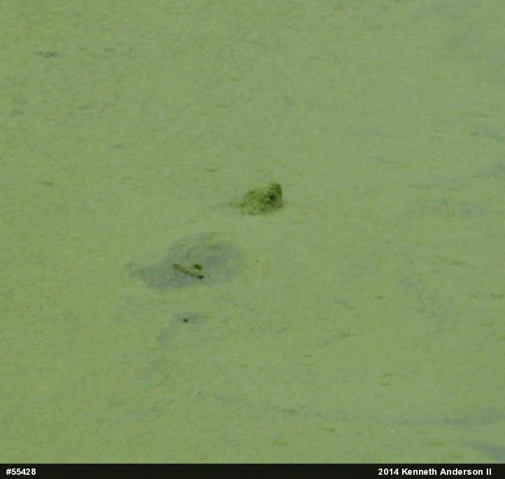 Snapping Turtle
