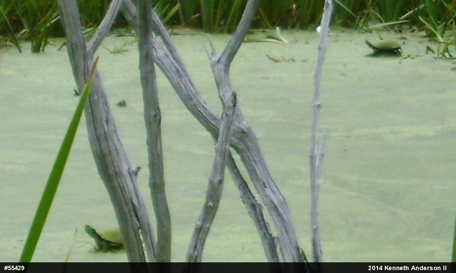 Painted Turtle