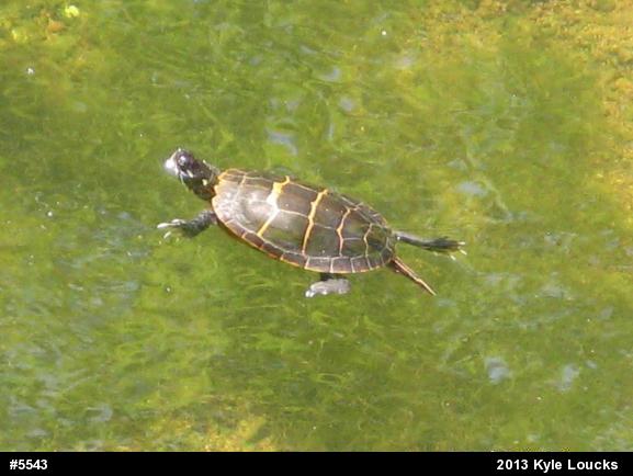Eastern Painted Turtle