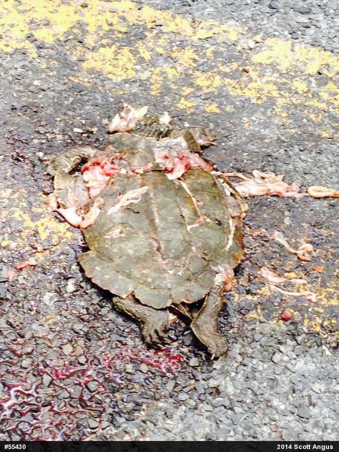 Northern Map Turtle