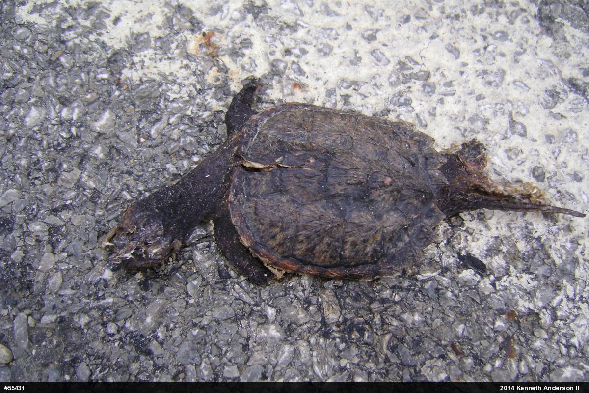 Snapping Turtle