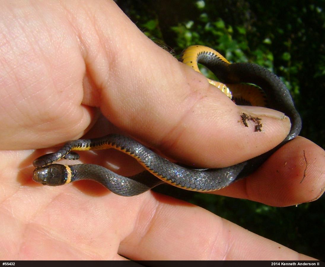 Northern Ring-necked Snake