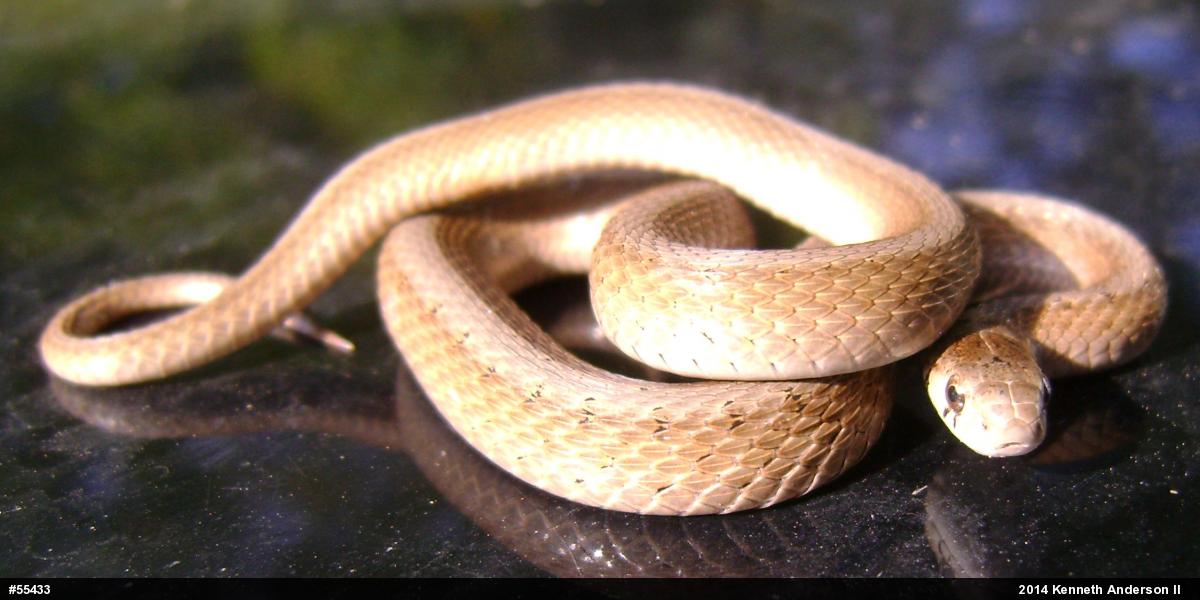 Dekay's Brownsnake