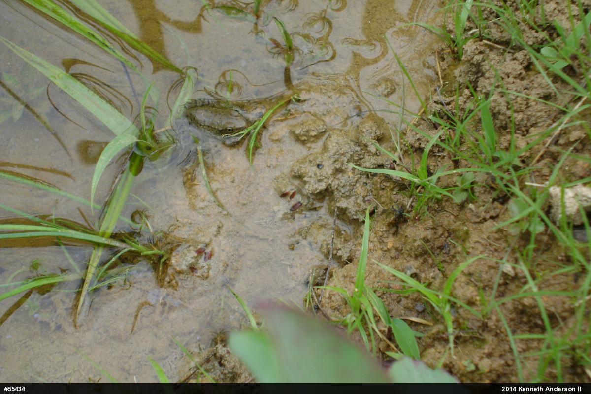 Green Frog