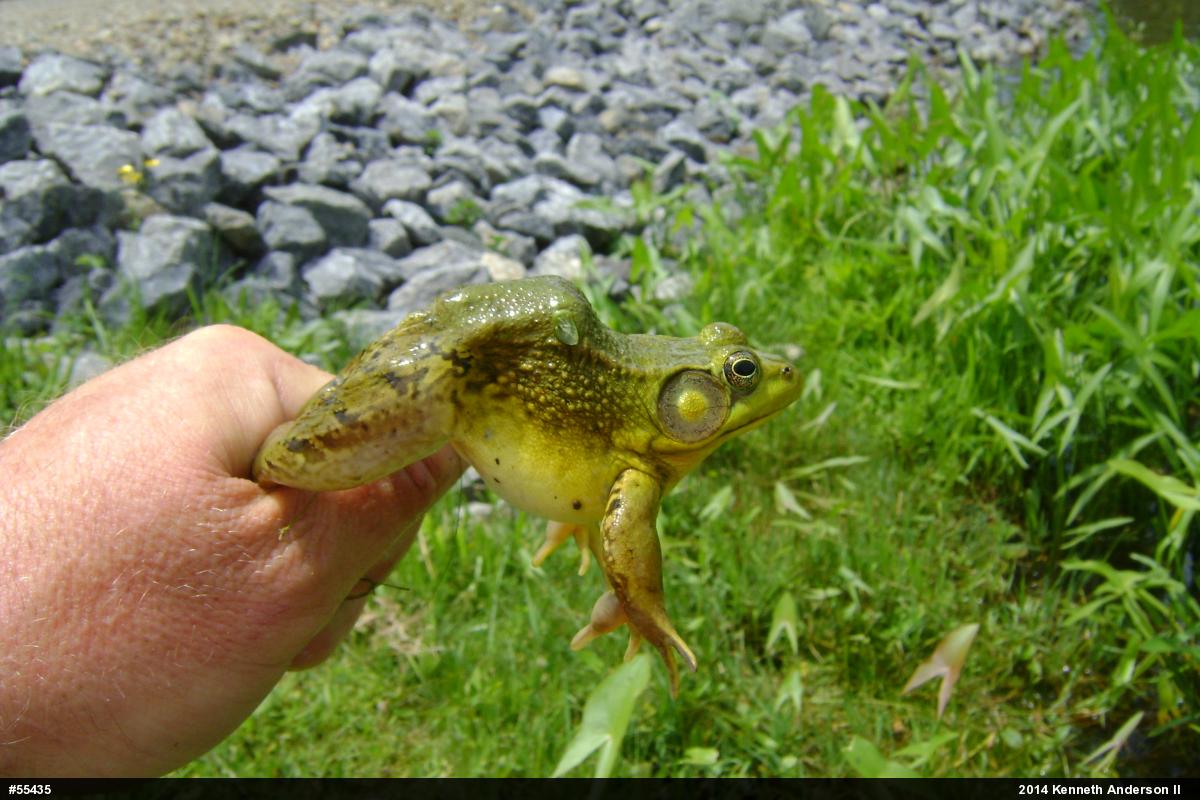 Green Frog