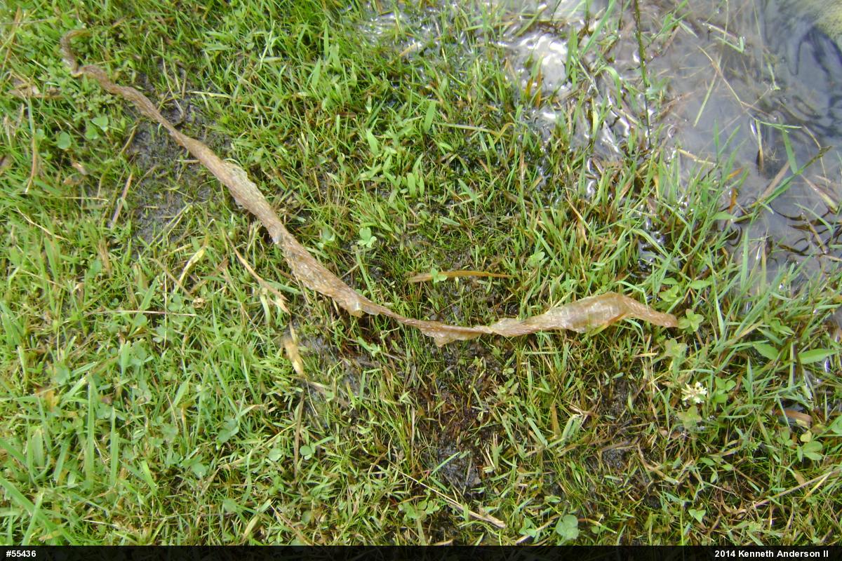 Northern Watersnake