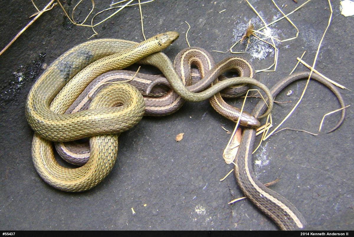 Shorthead Gartersnake