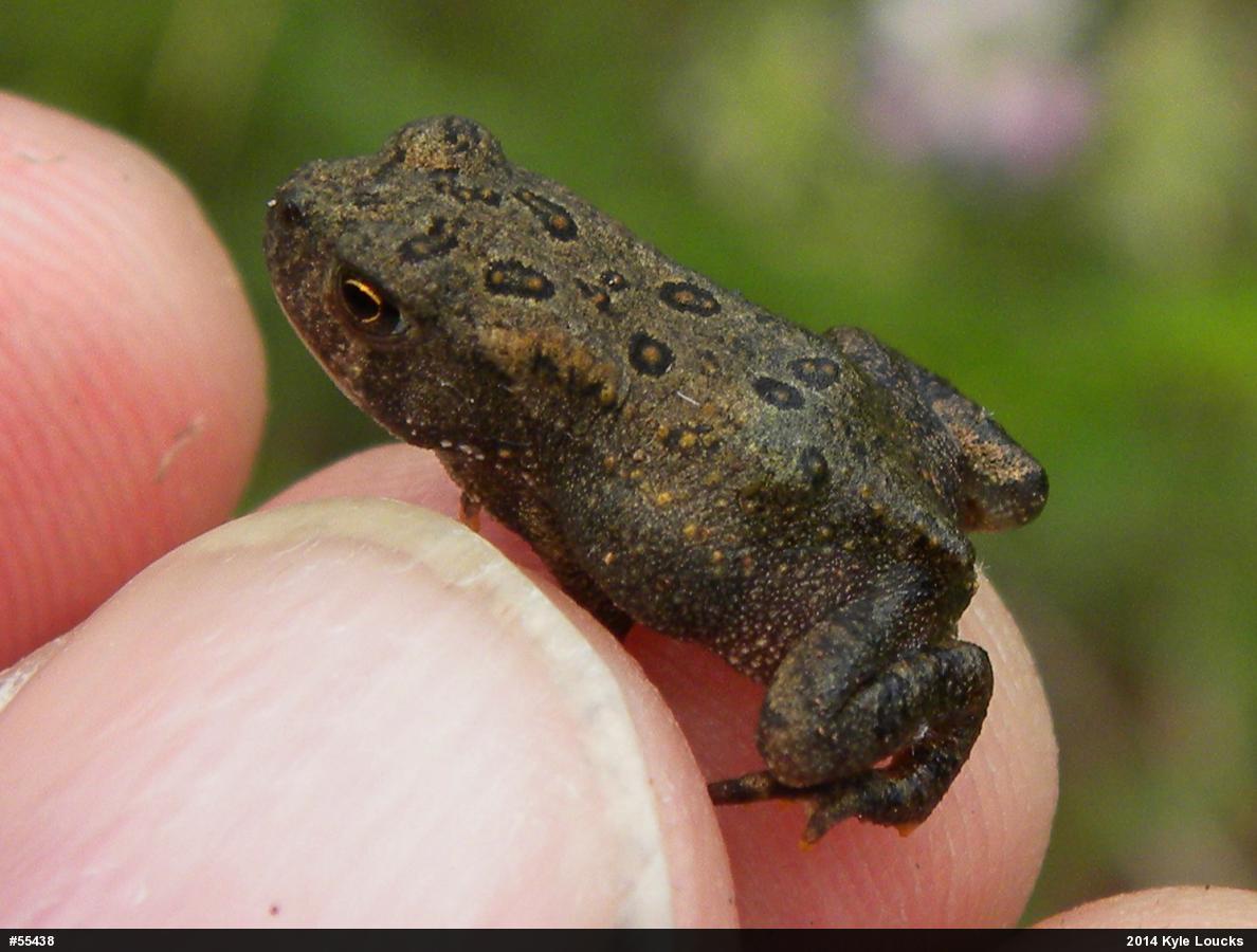 Eastern American Toad
