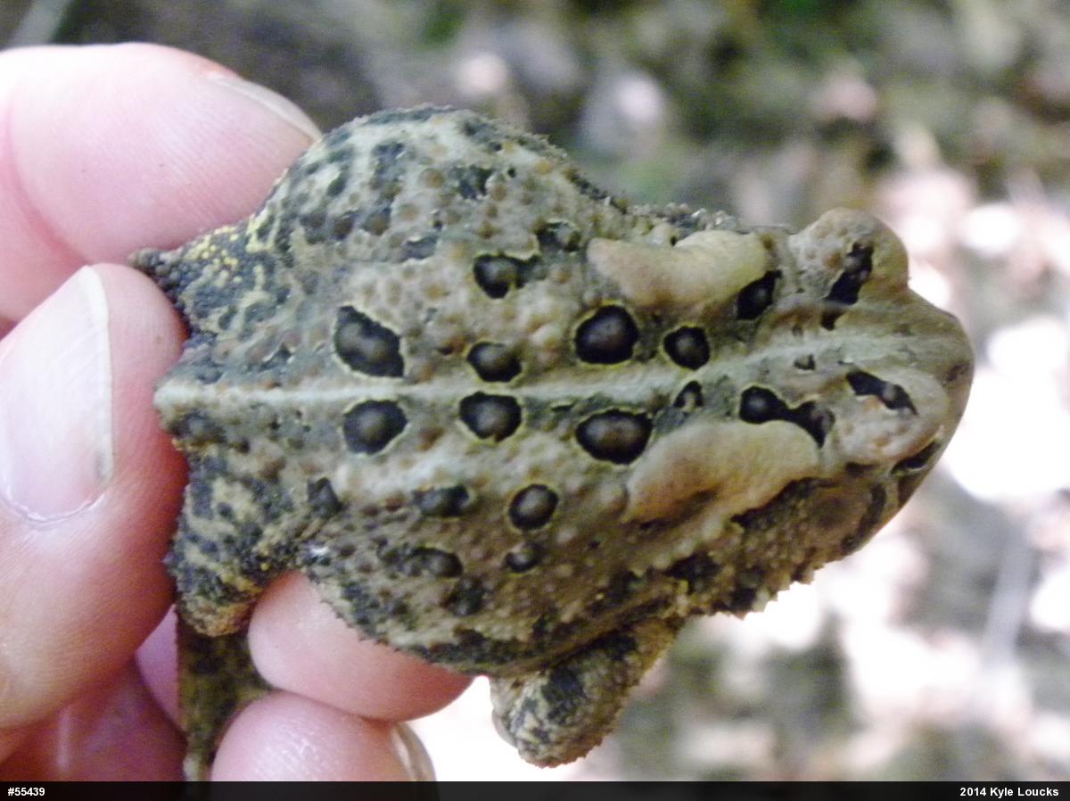 Eastern American Toad