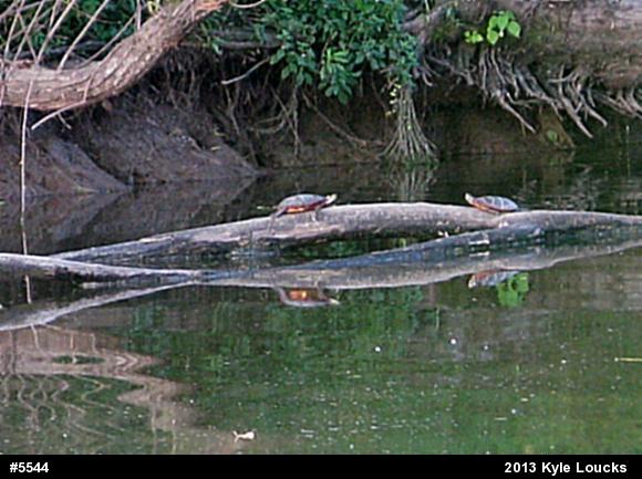 Eastern Painted Turtle