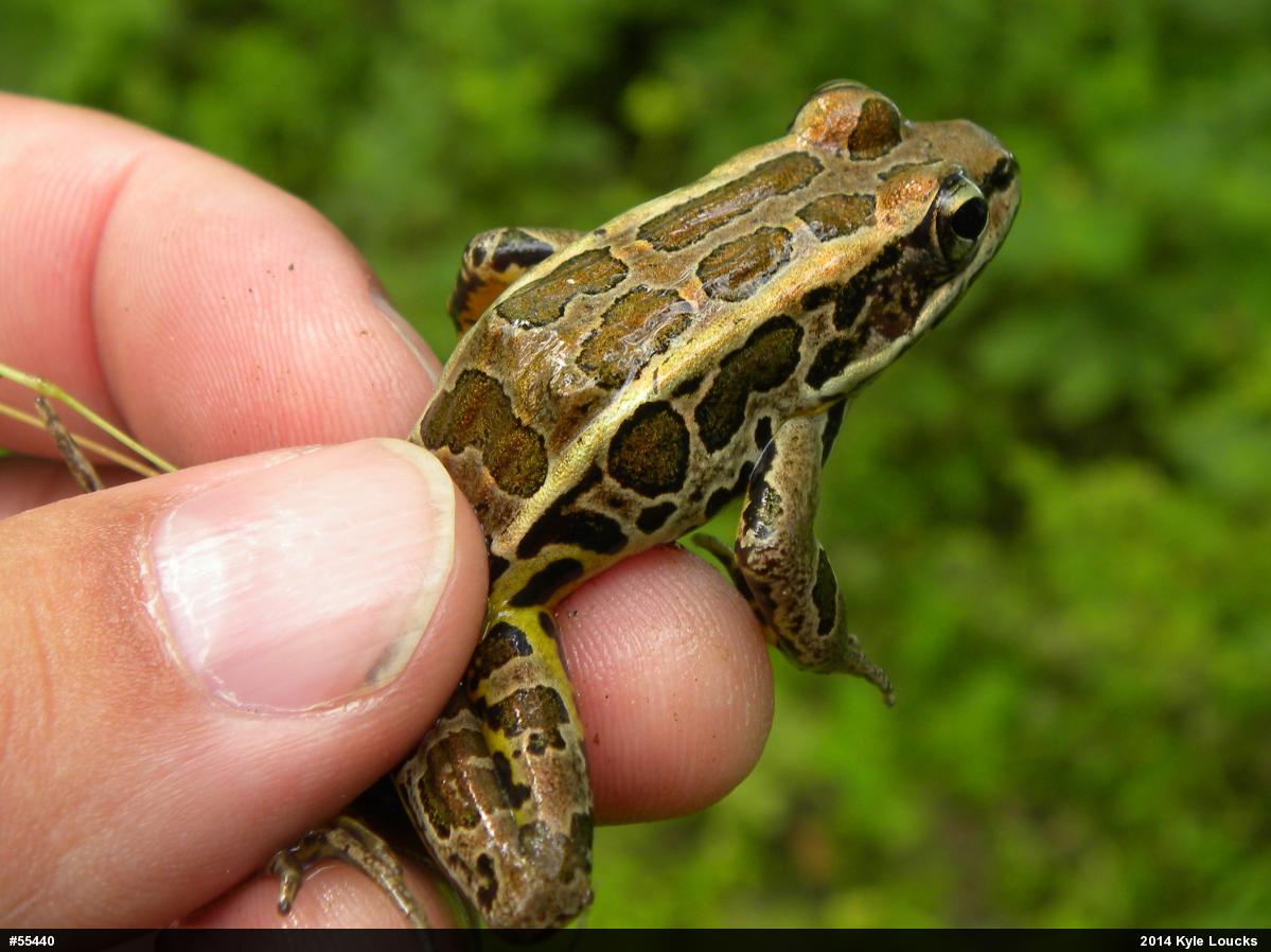 Pickerel Frog
