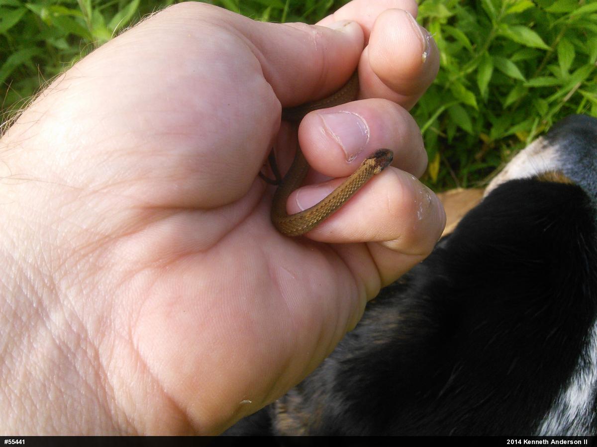 Red-bellied Snake