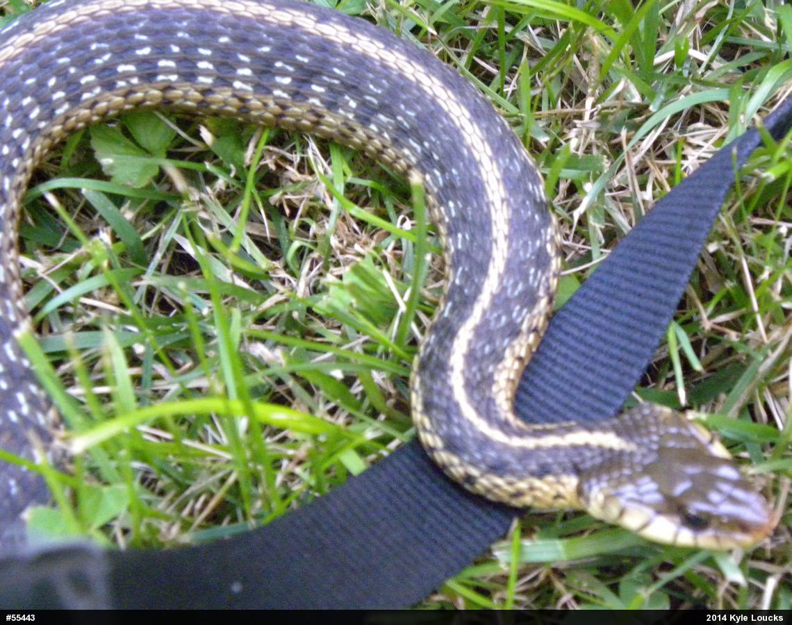 Eastern Gartersnake