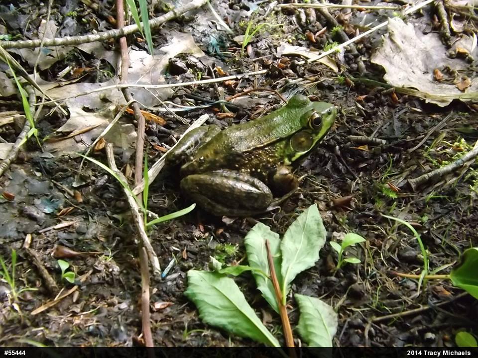 Green Frog