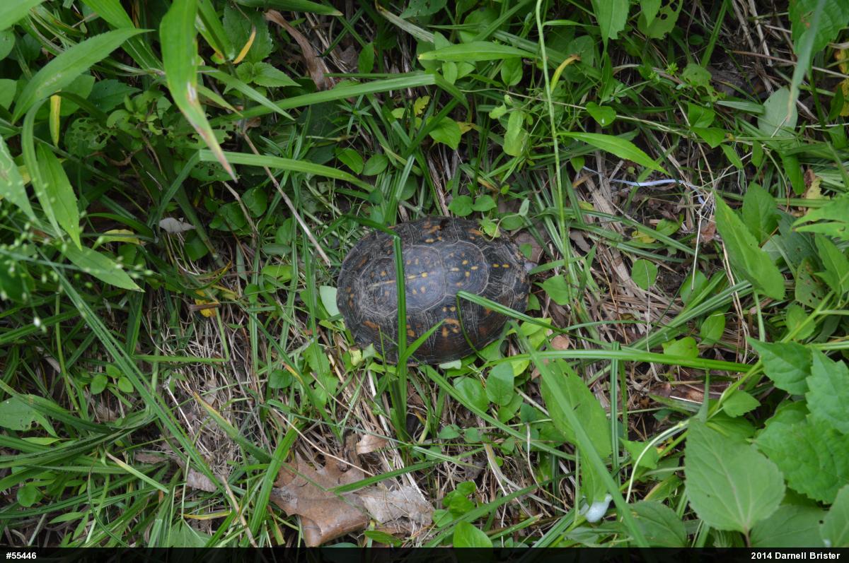 Eastern Box Turtle