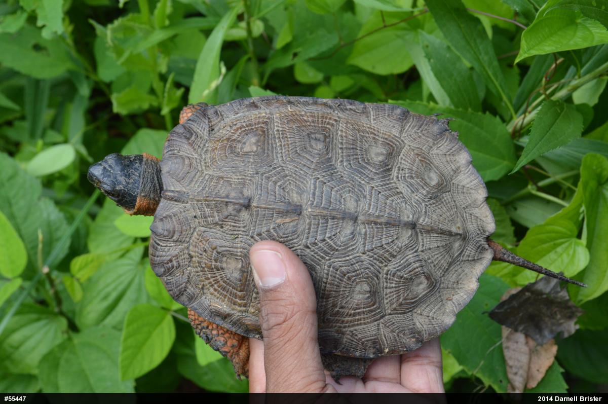 Wood Turtle