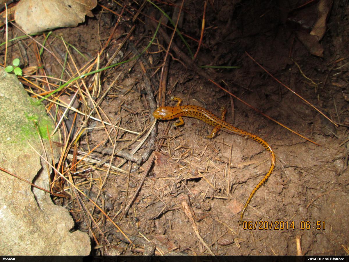 Eastern Long-tailed Salamander