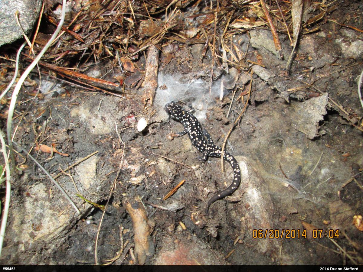 Northern Slimy Salamander