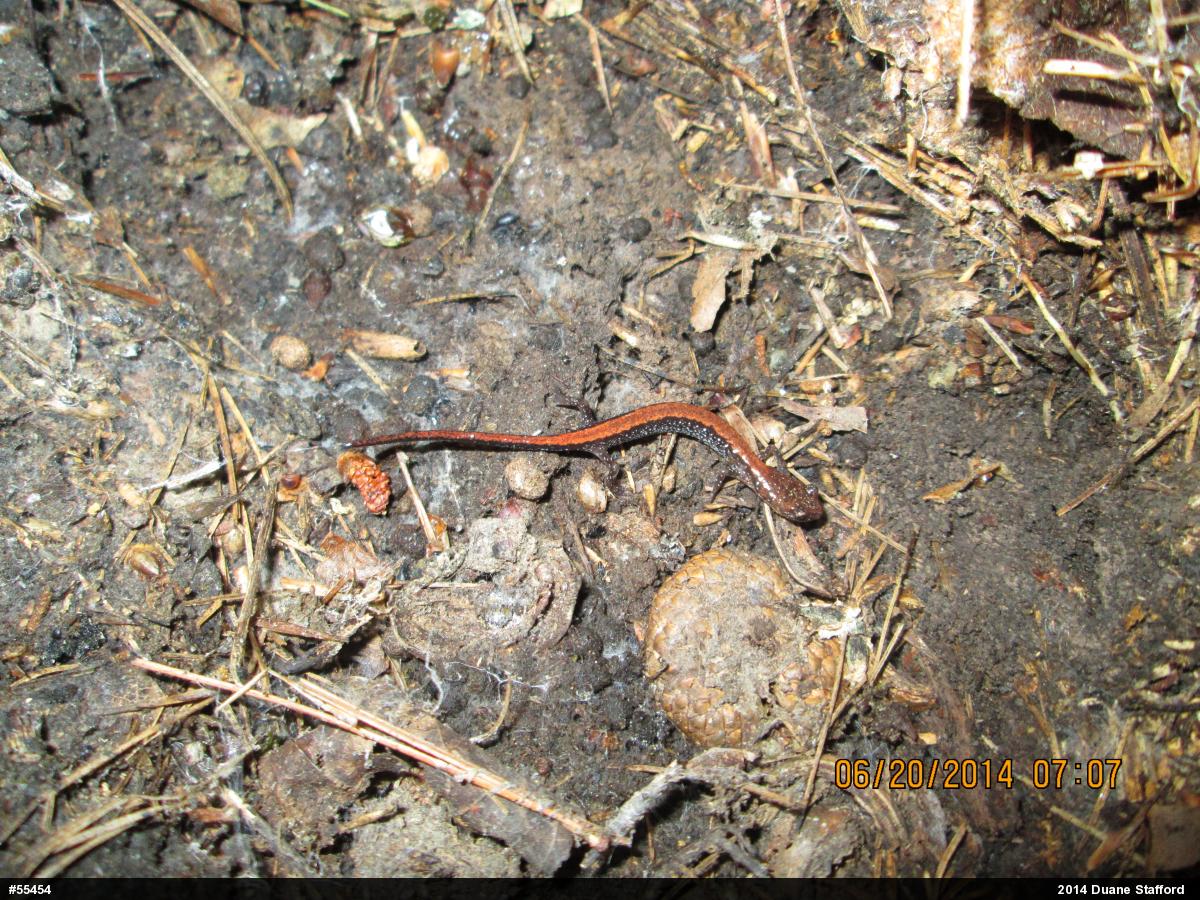 Eastern Red-backed  Salamander