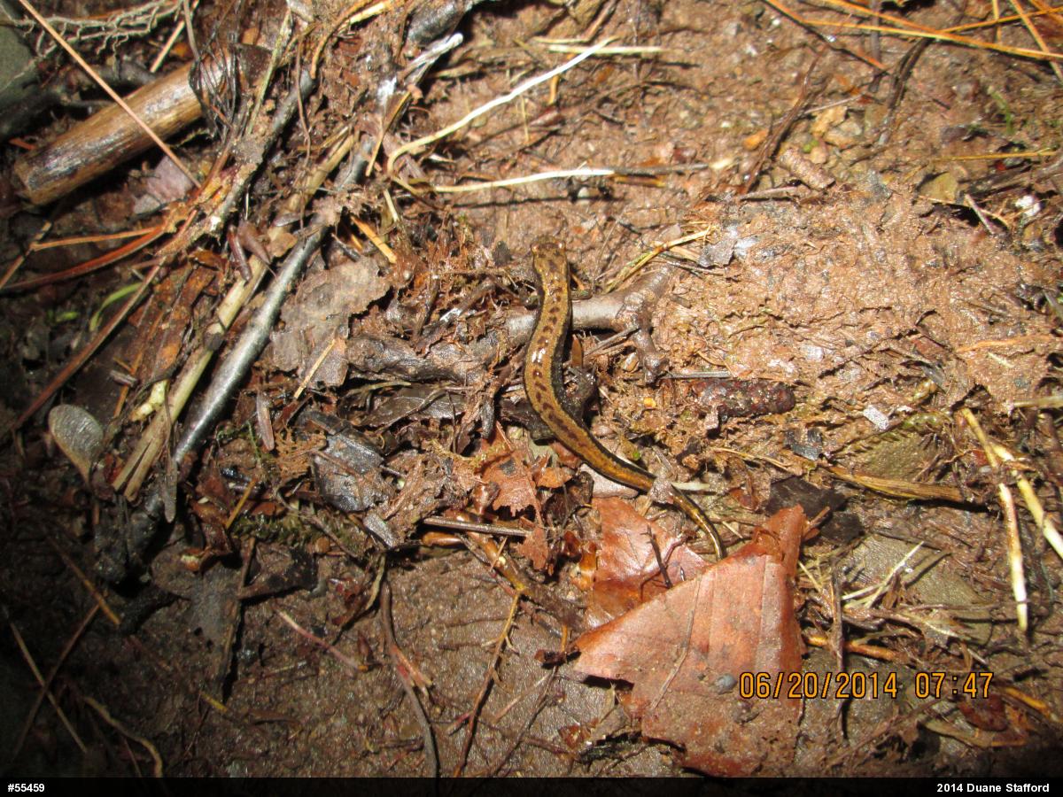 Allegheny Mountain Dusky Salamander