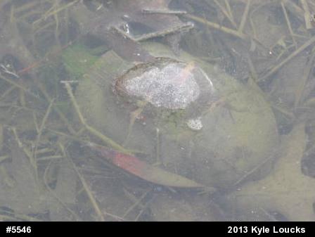 Eastern Painted Turtle