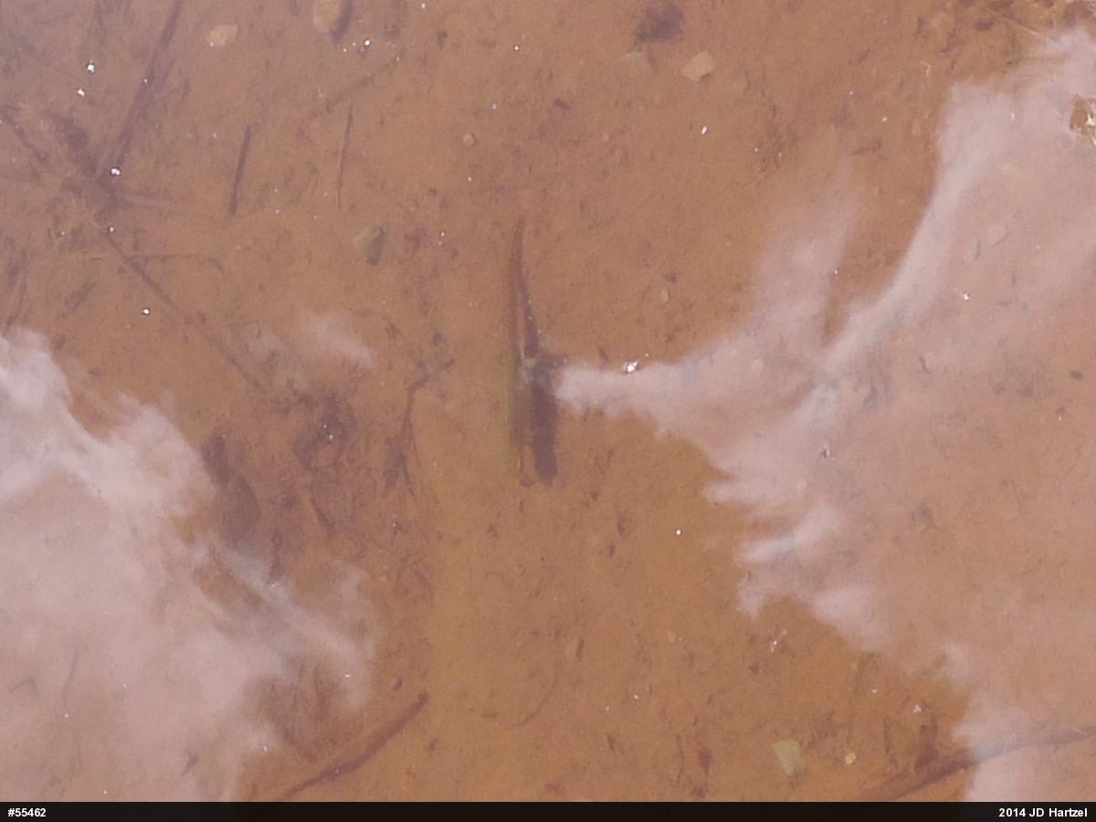 Red-spotted Newt