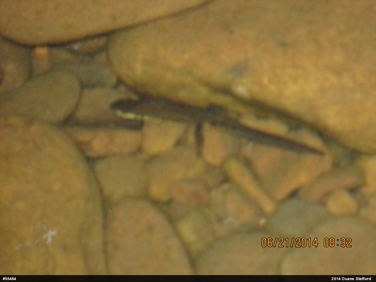 Red-spotted Newt