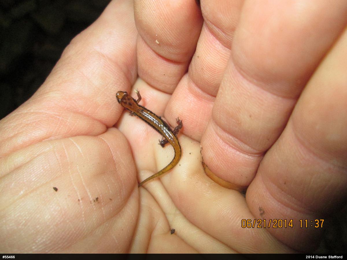 Allegheny Mountain Dusky Salamander