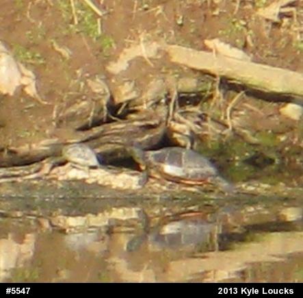 Painted Turtle