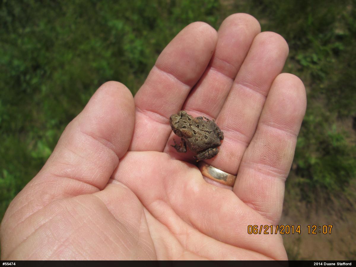 Eastern American Toad