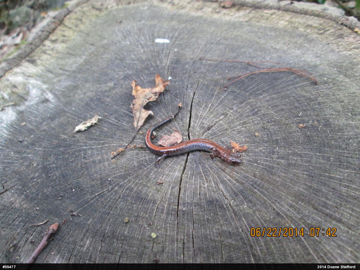 Eastern Red-backed  Salamander