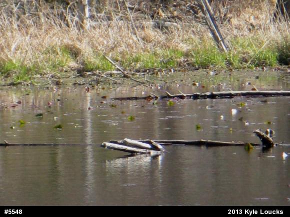 Painted Turtle