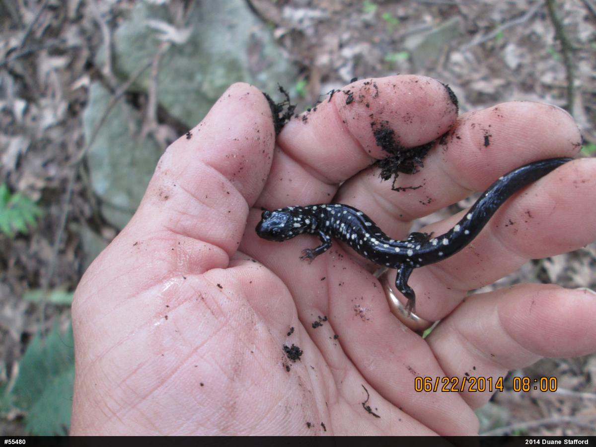 Northern Slimy Salamander