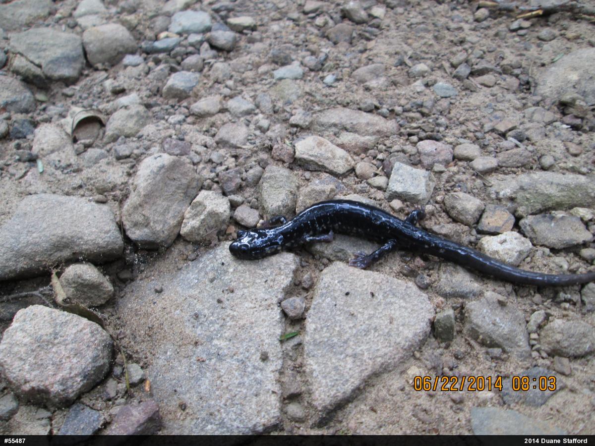 Northern Slimy Salamander