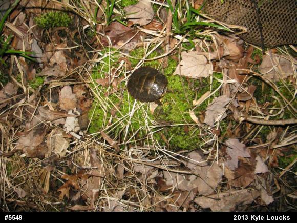 Eastern Painted Turtle