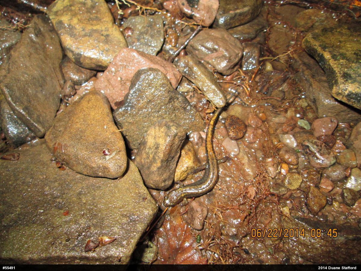 Allegheny Mountain Dusky Salamander