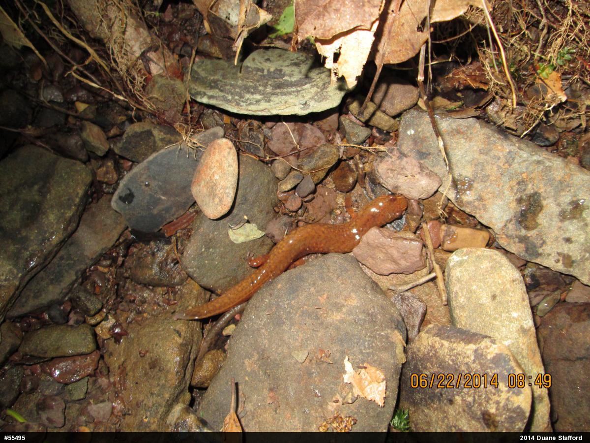 Northern Spring Salamander