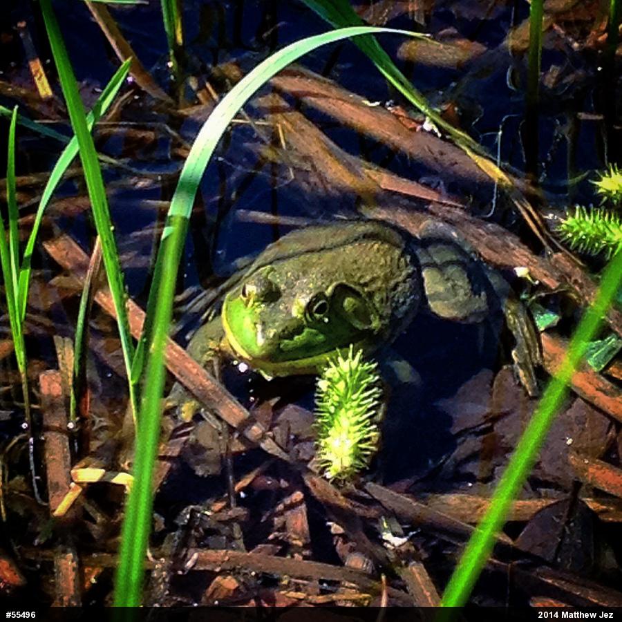American Bullfrog