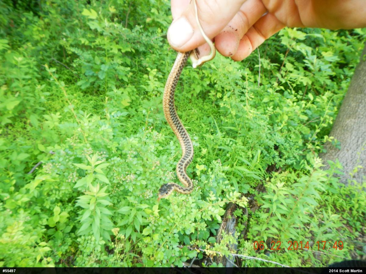 Eastern Gartersnake