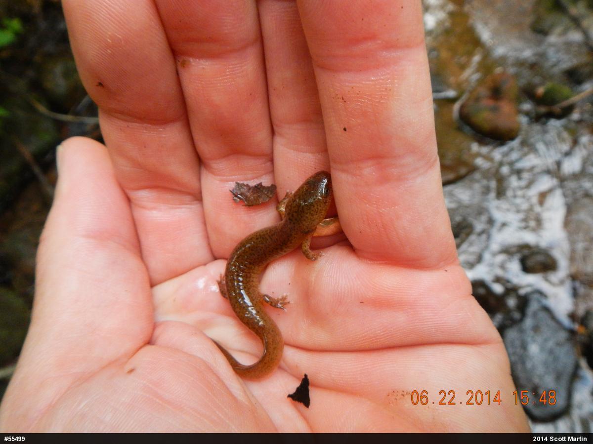 Northern Red Salamander