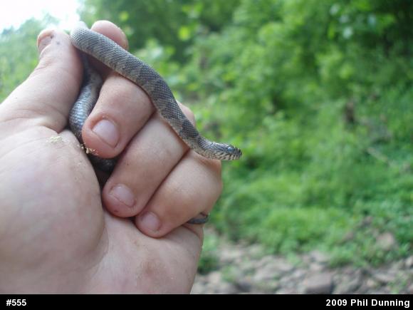 Northern Watersnake