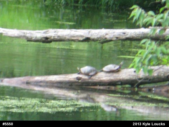 Painted Turtle