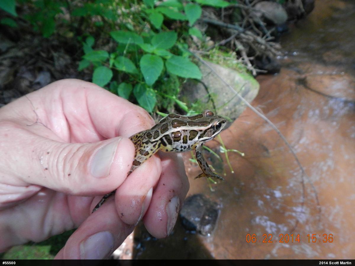 Pickerel Frog