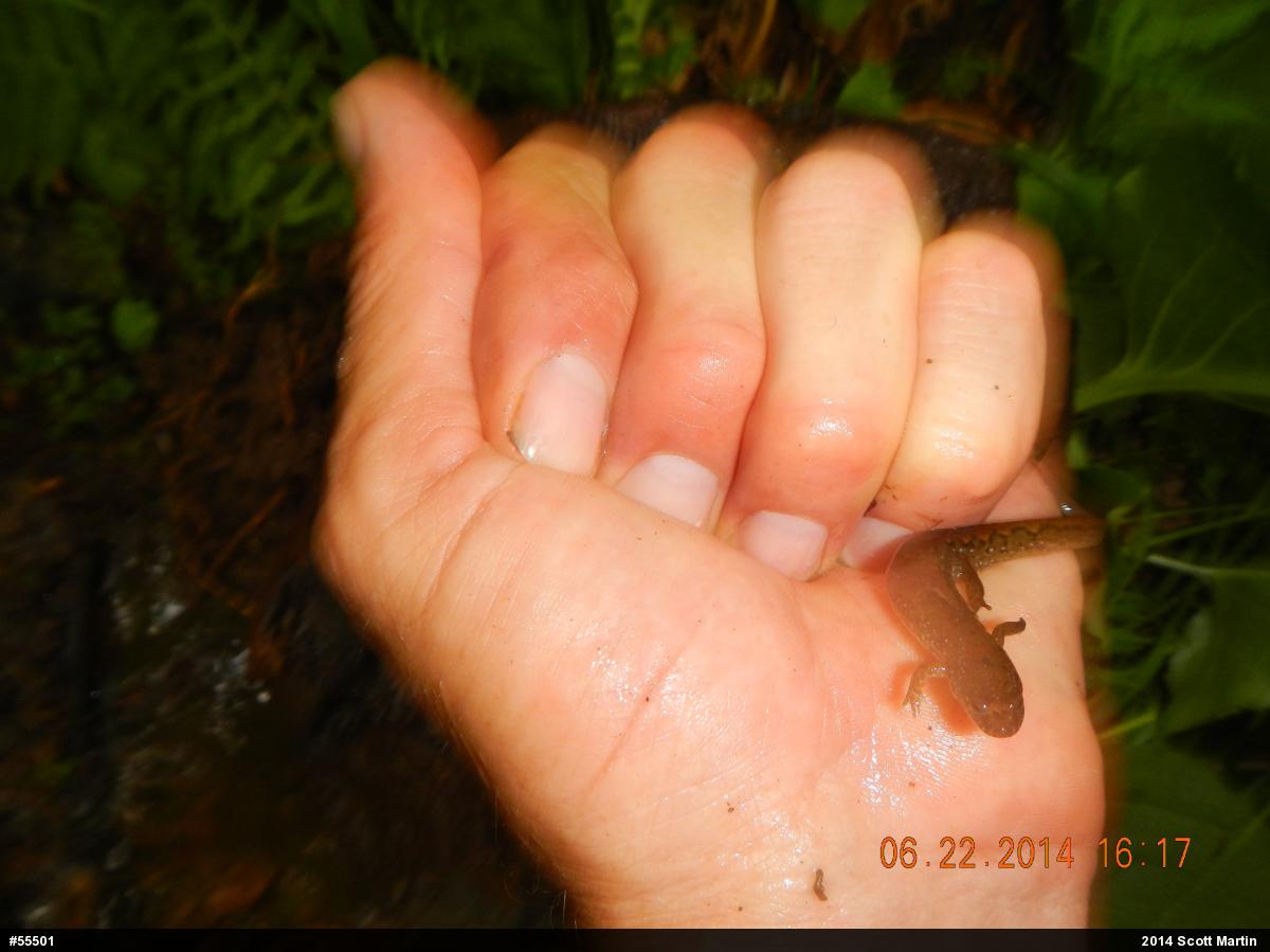 Northern Dusky Salamander