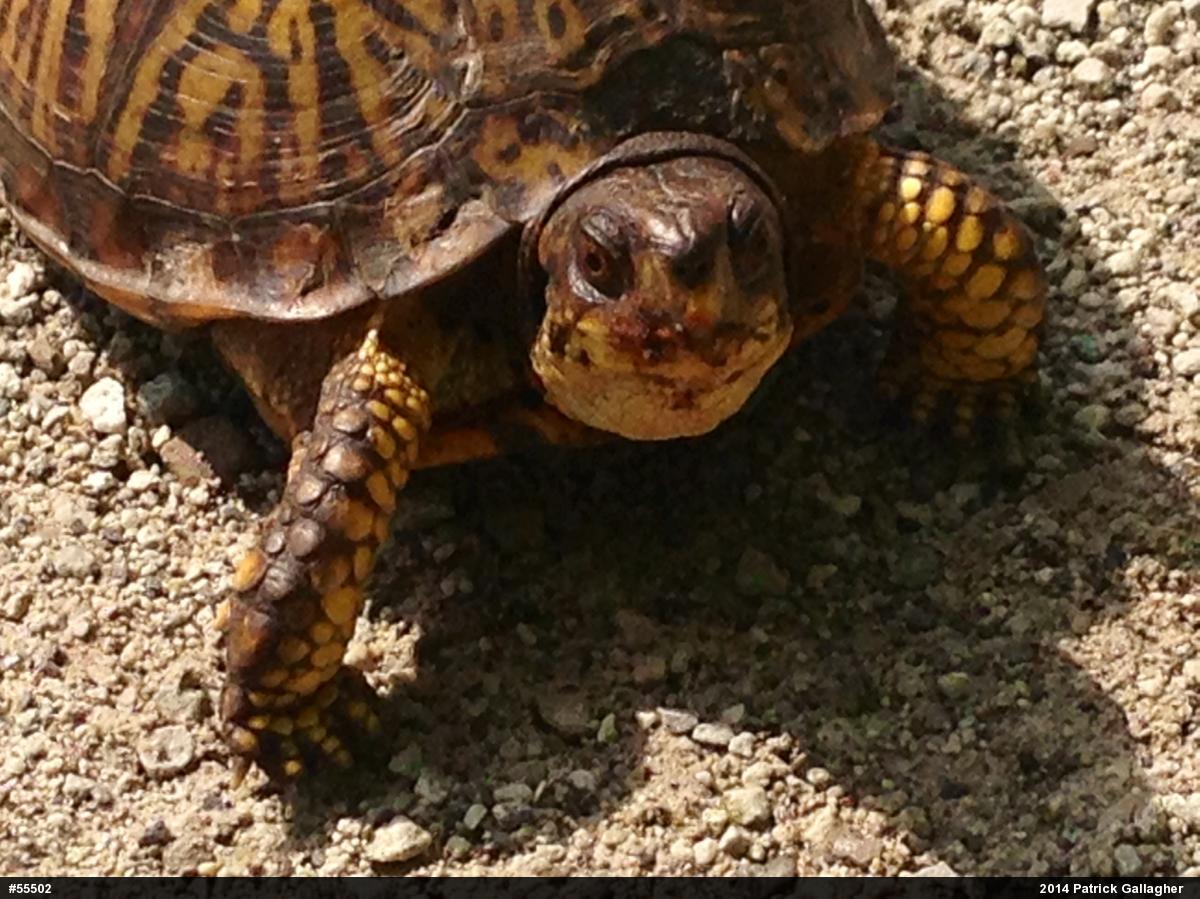 Eastern Box Turtle